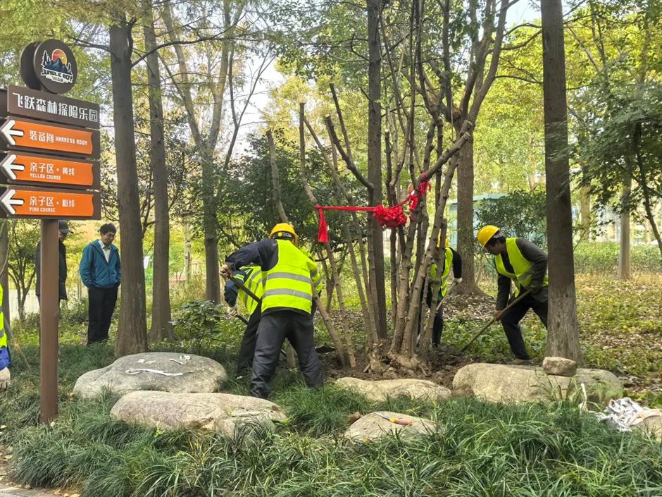 Sweet end for old wintersweet tree in relocation from condemned house