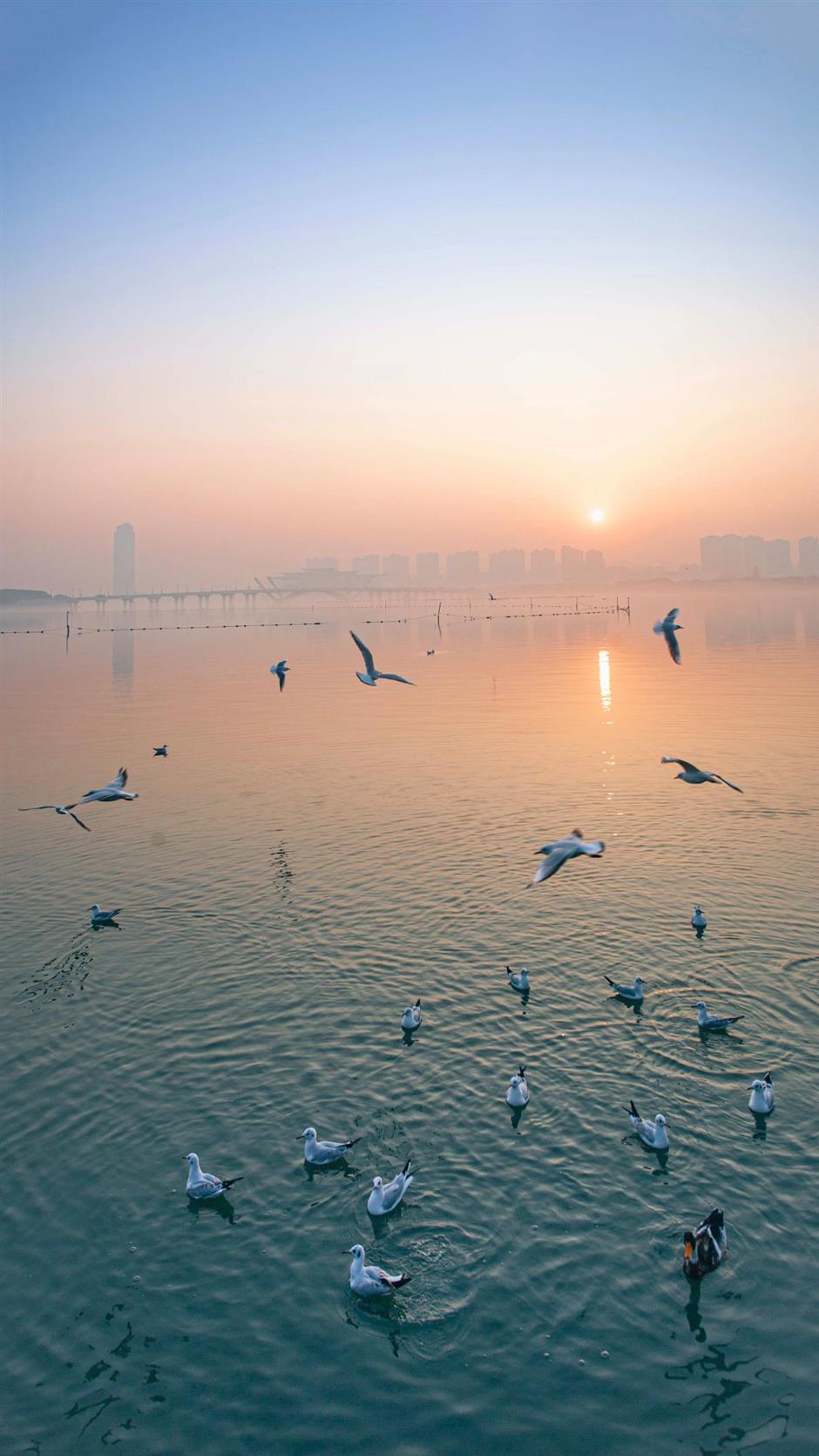 Bird festival begins at in Yuantouzhu Scenic Area in Wuxi