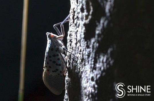 Wild Shanghai EP9: When bugs come out at night