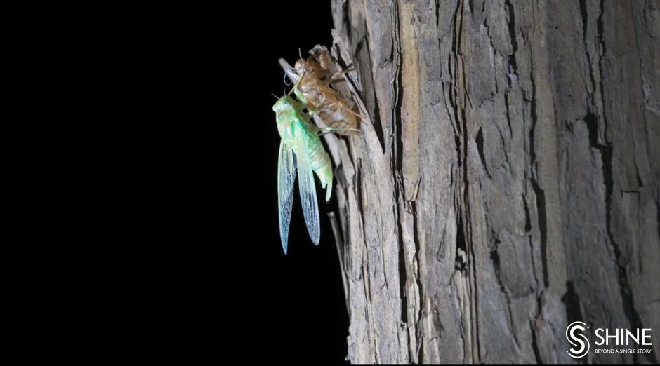 Wild Shanghai EP9: When bugs come out at night