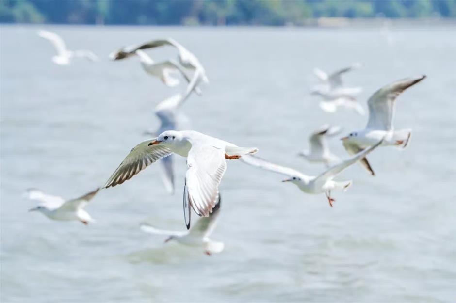 Bird festival begins at in Yuantouzhu Scenic Area in Wuxi