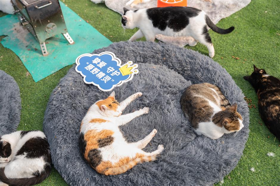 Cat Island kitties to get a new home in Baoshan