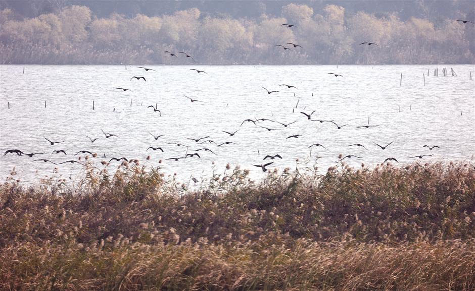 Qiantang wetland park gets US$6.85m worth of funds for ecological restoration