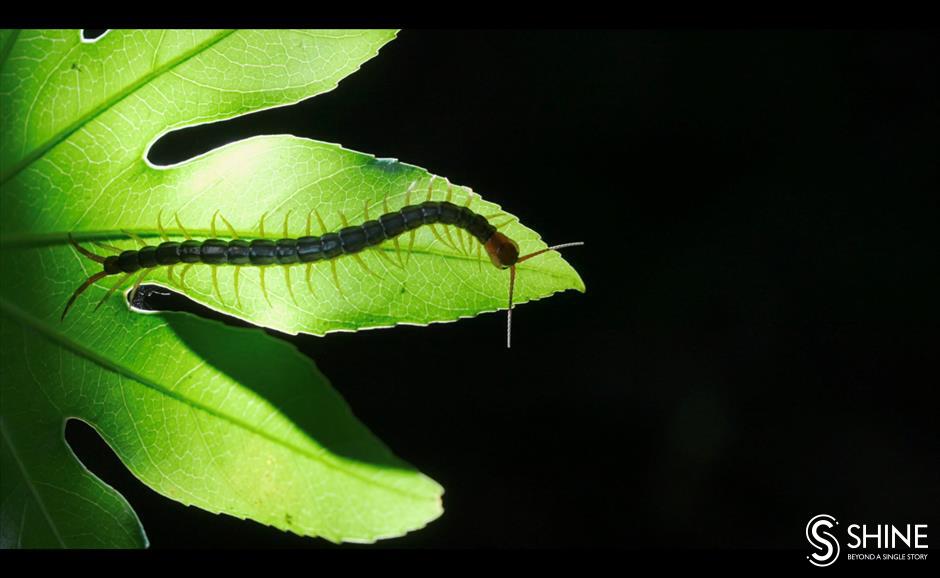 Wild Shanghai EP9: When bugs come out at night