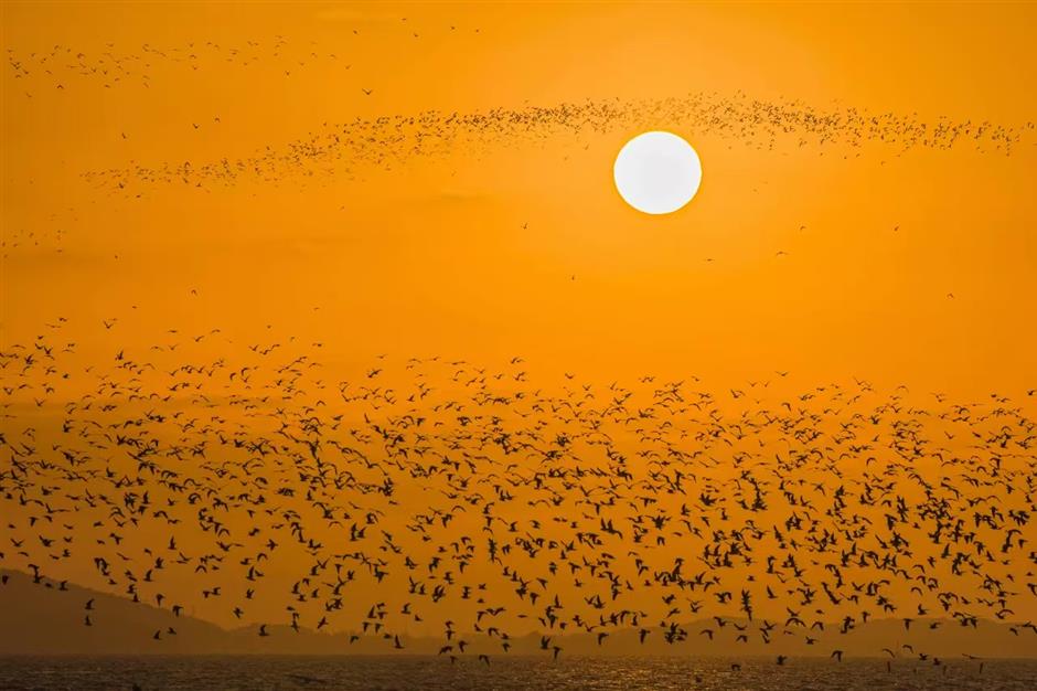 Bird festival begins at in Yuantouzhu Scenic Area in Wuxi