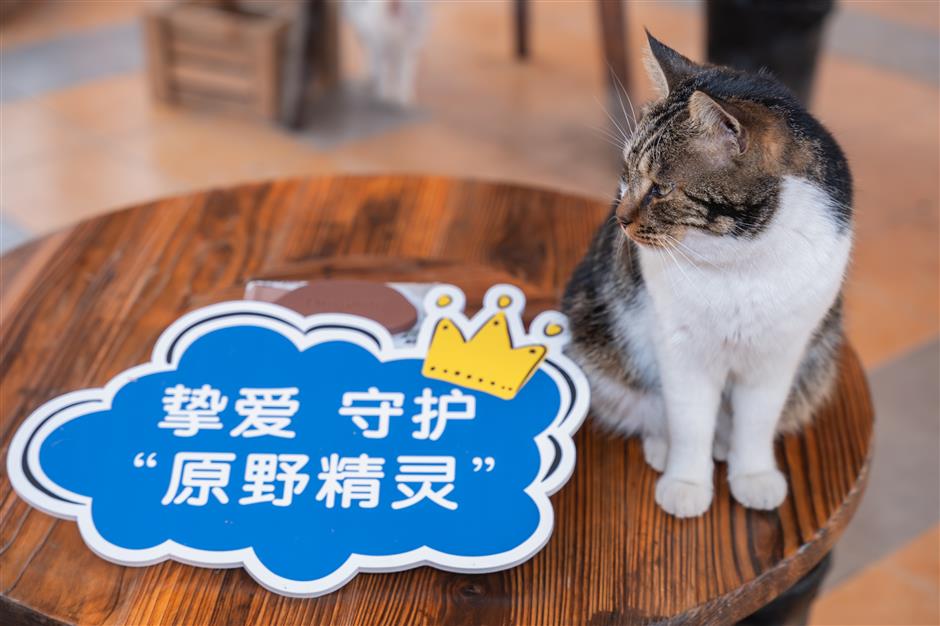 Cat Island kitties to get a new home in Baoshan