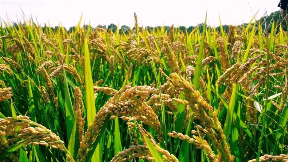 Hydrogen-rich irrigation standards released for rice