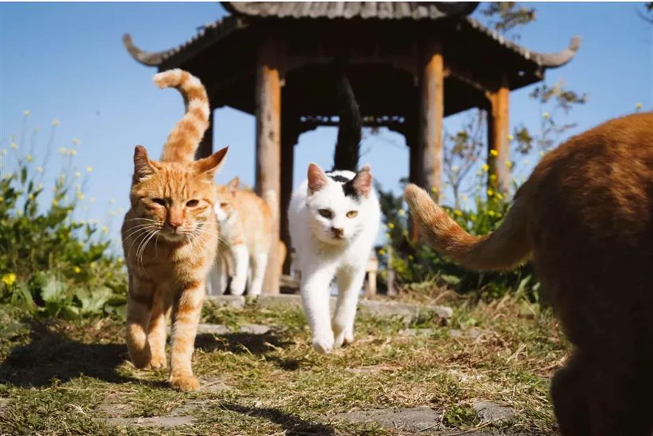 Cat Island kitties to get a new home in Baoshan