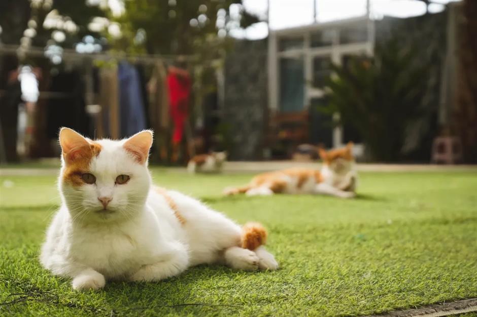 Cat Island kitties to get a new home in Baoshan